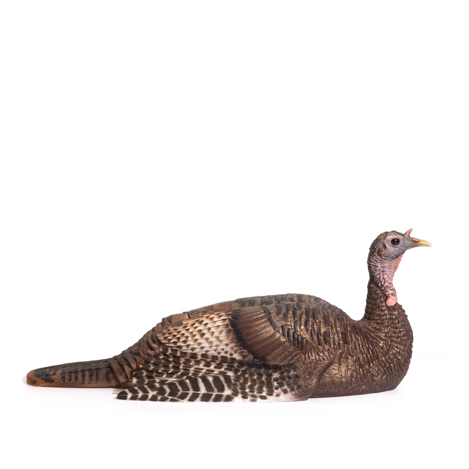 Mating Hen