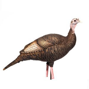Upright Hen